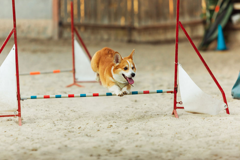 welsh-corgi-dog-performing-during-the-sh
