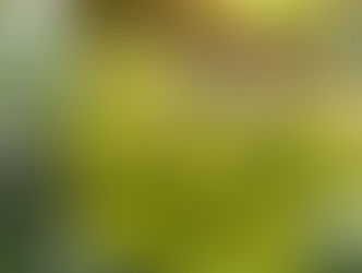 Kỹ thuật chăm sóc cây sầu riêng giai đoạn ra hoa đậu quả.