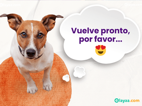 VOLVER o REGRESAR in Spagnolo