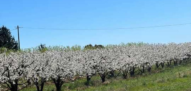 cherry season 2023 orchard