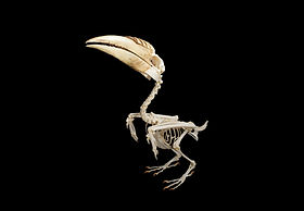 Wreathed hornbill_L.jpg