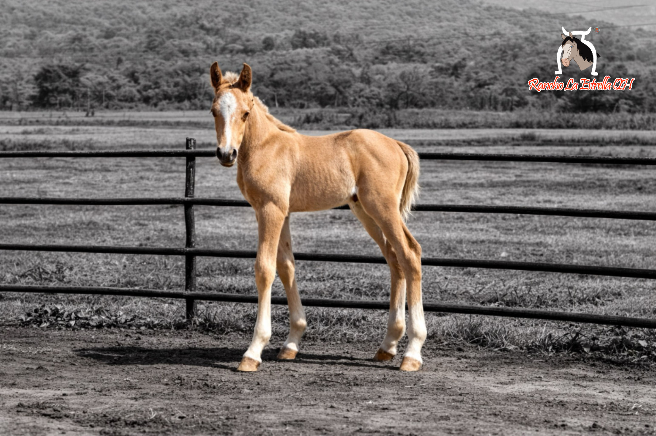 003.Metallic Cat / Gunner