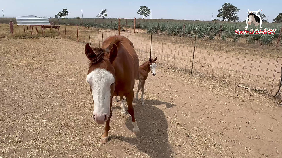 Miniatura: 004.Metallic Cat / Gunner