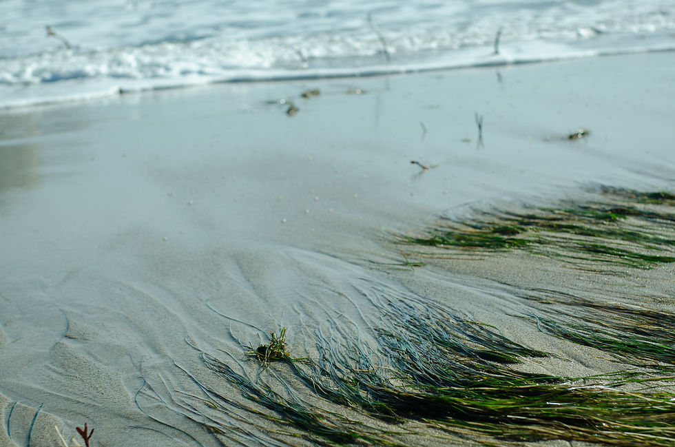 Ocean (1 of 1).jpg