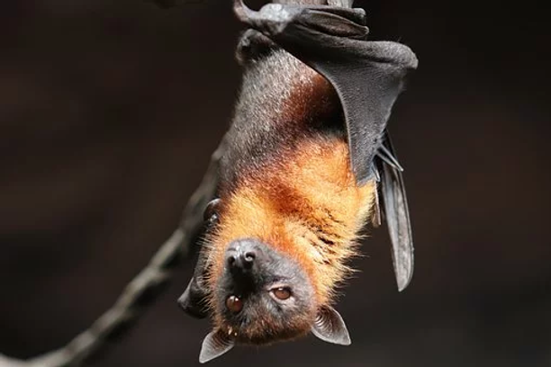 BAT.webp