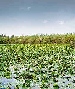 Lily Pond