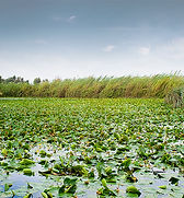 Lily Pond
