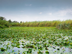 Lilly Pond