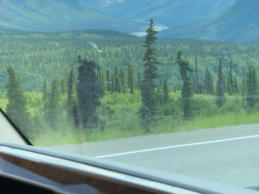 Black Spruce: Majestic in Might, not Stature