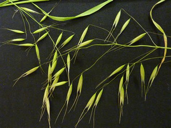 look, cheatgrass, seed, up close, risk, advice, health, animals, columbia basin, tri-cities, pet care