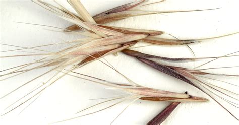 seed, tri-cities, grass, cheatgrass, danger, dogs, horses,