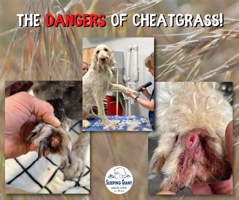 risk, threat, and, danger, cheatgrass, river, tri-cities, pets, care, professional, dog, horse, equine, canine, paw, invisible,,Washington, desert, sage