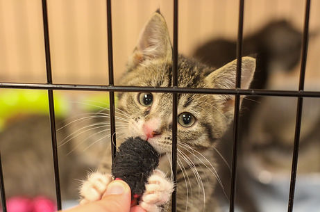 Kitten