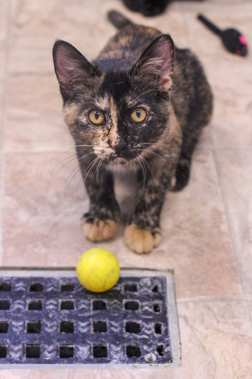 Hazel