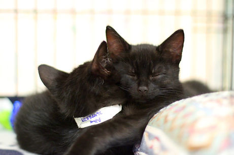 Two kittens