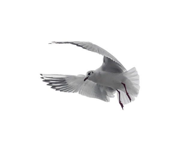 Diseño sin título (4).png