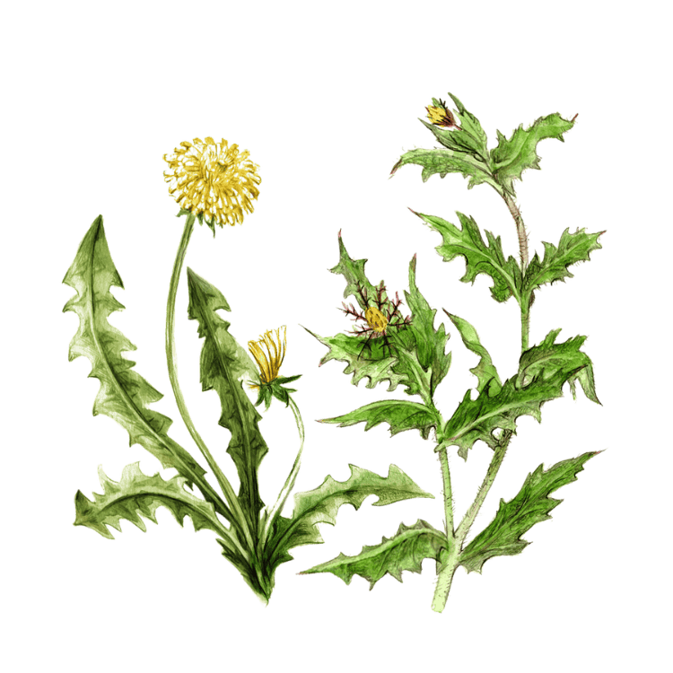 Plantes médicinales Herboristerie La Fée des Bois
