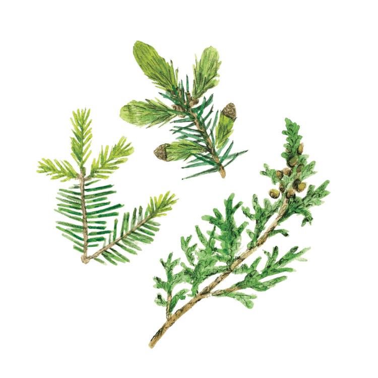Plantes médicinales Herboristerie La Fée des Bois