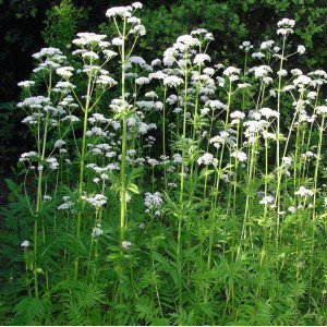 Plante médicinale valériane