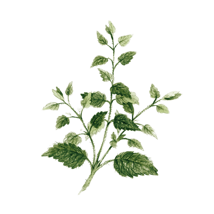 Plante médicinale Herboristerie La Fée des Bois