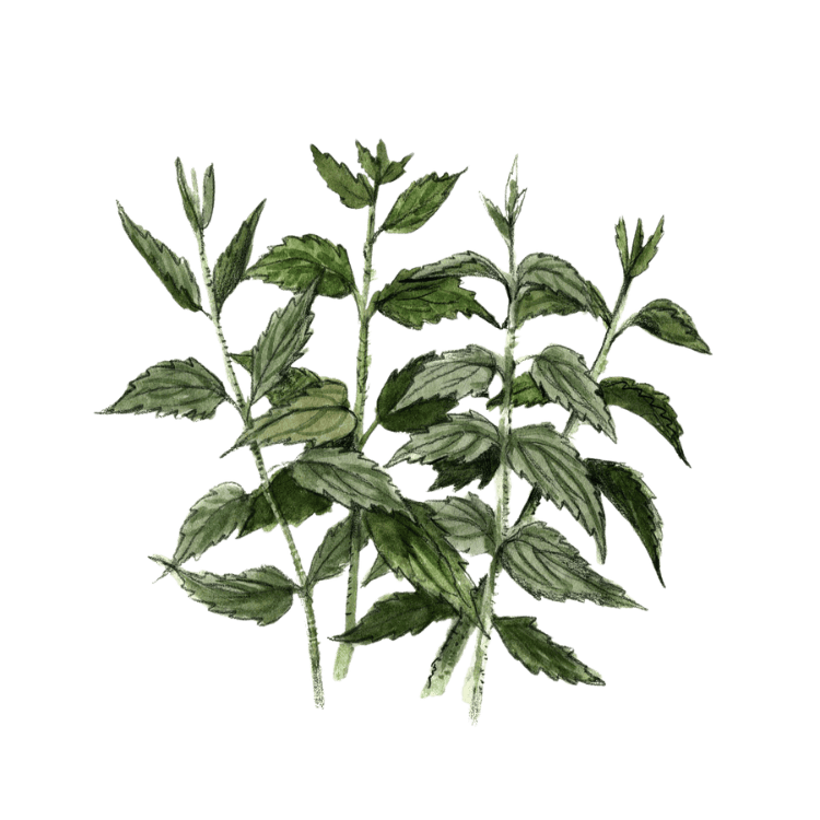 Plante médicinale Herboristerie La Fée des Bois