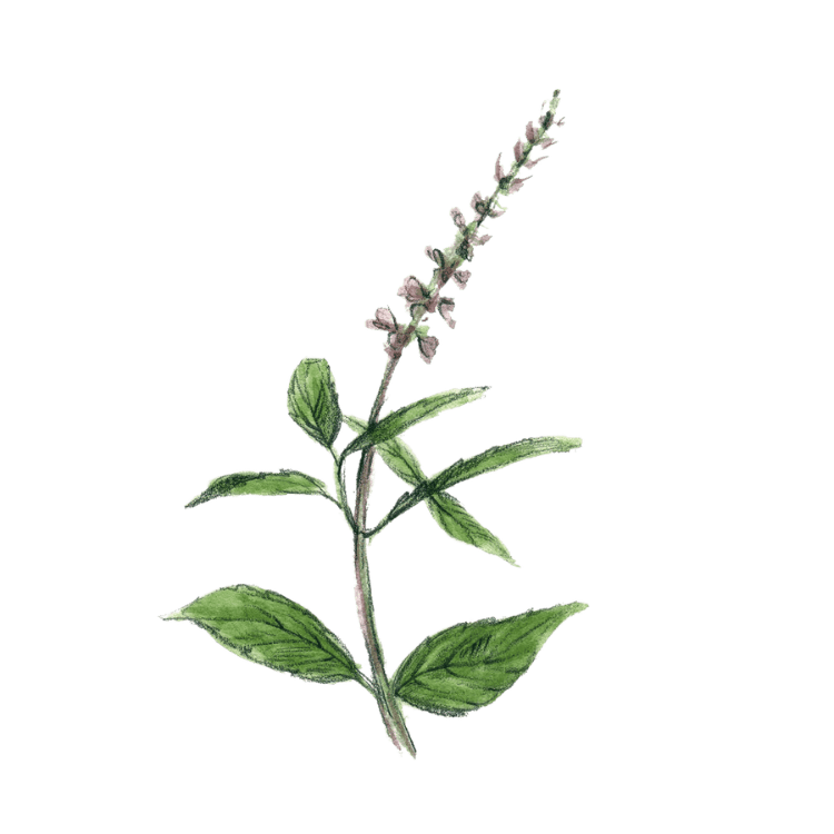 Plante médicinale Herboristerie La Fée des Bois
