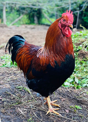 Coq de la ferme Herboristerie La Fée des Bois Apothecary