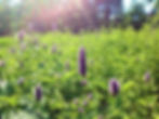 Agastache fennel medicinal plant