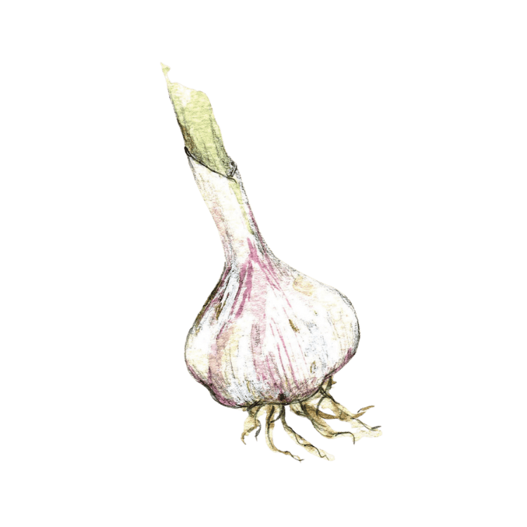 Plante médicinale Herboristerie La Fée des Bois