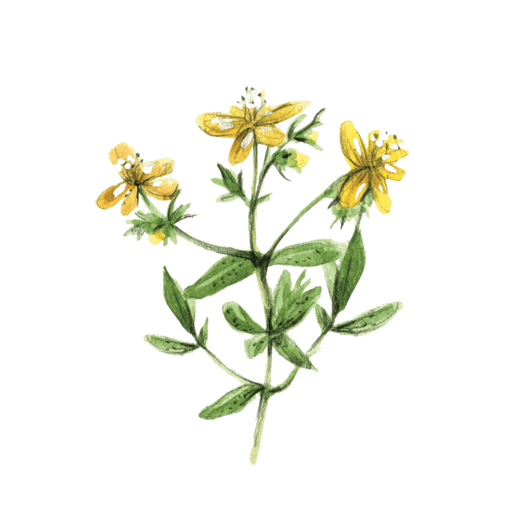 Plante médicinale Herboristerie La Fée des Bois