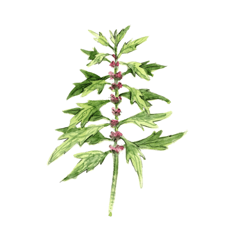 Plante médicinale Herboristerie La Fée des Bois
