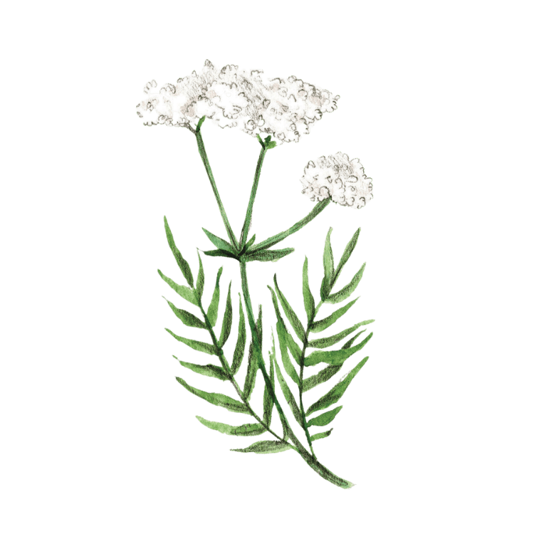Plante médicinale Herboristerie La Fée des Bois