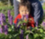 Agastache fennel medicinal plant