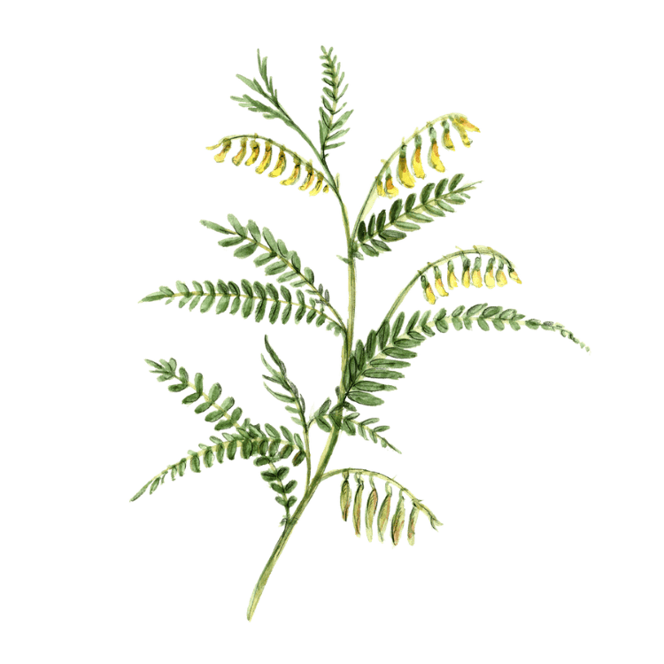 Plante médicinale Herboristerie La Fée des Bois