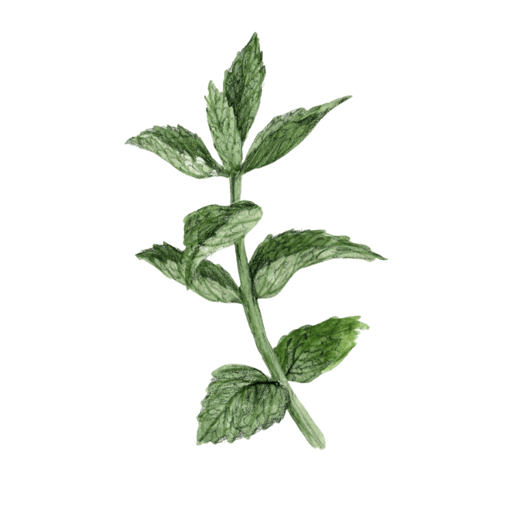 Plante médicinale Herboristerie La Fée des Bois