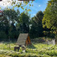 Agriculture regénérative et moutons Herboristerie La Fée des Bois Apothecary