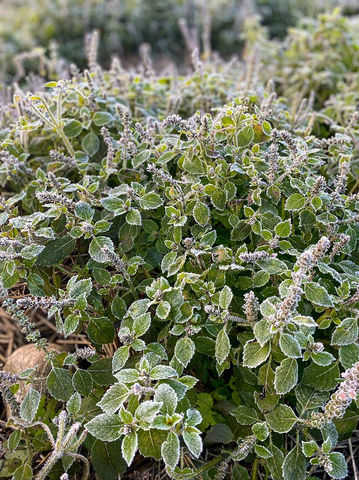 Basilic sacré Herboristerie La Fée des Bois Apothecary