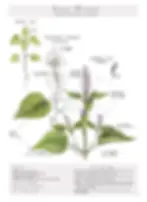 Fennel agastache botanical chart