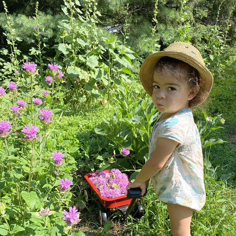 Enfant qui récolte des fleurs de monarde - Herboristerie La Fée des Bois