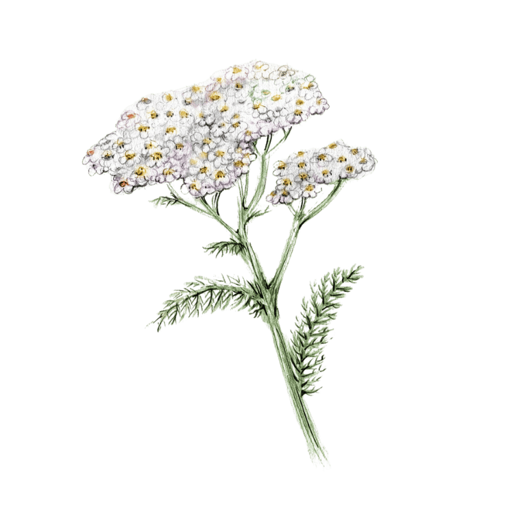 Plante médicinale Herboristerie La Fée des Bois