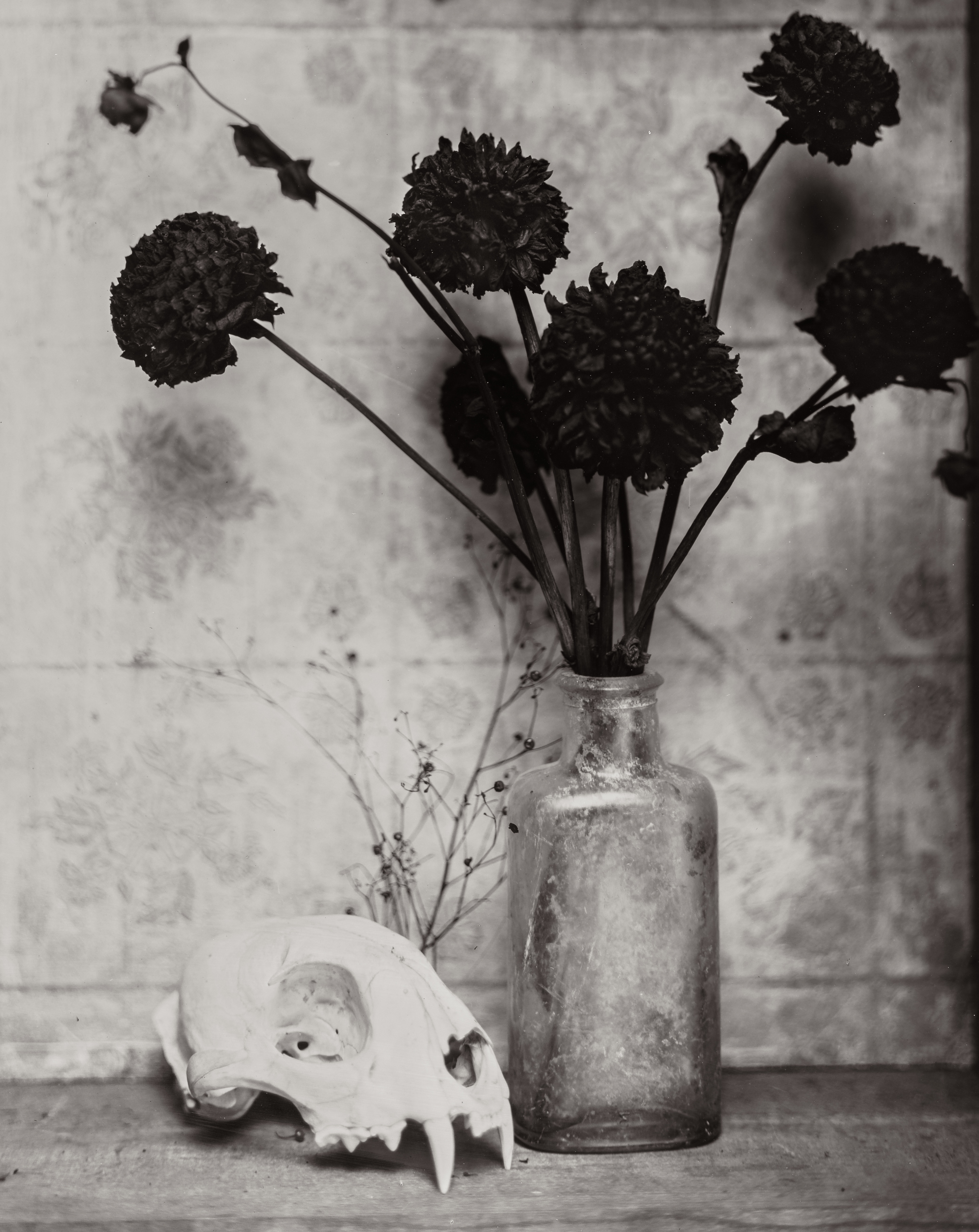 SHANIS (collodion humide)  - CASSIOPÉE ART