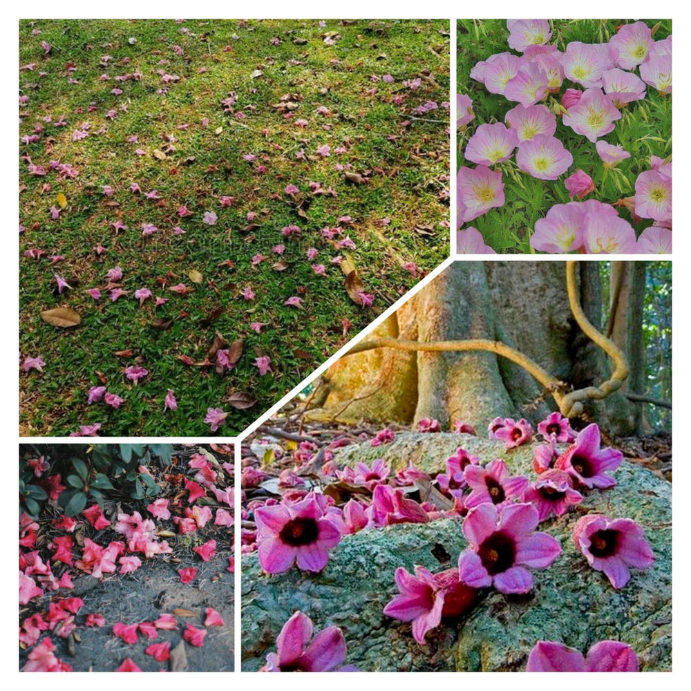 The Fallen Flower A Poem about Life