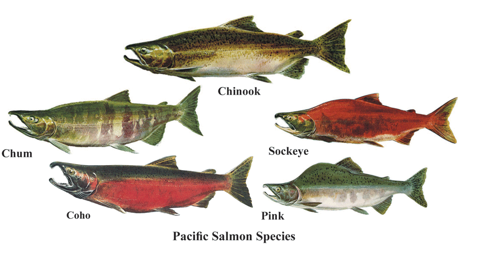 FWSSpeciesofSalmon_0.gif