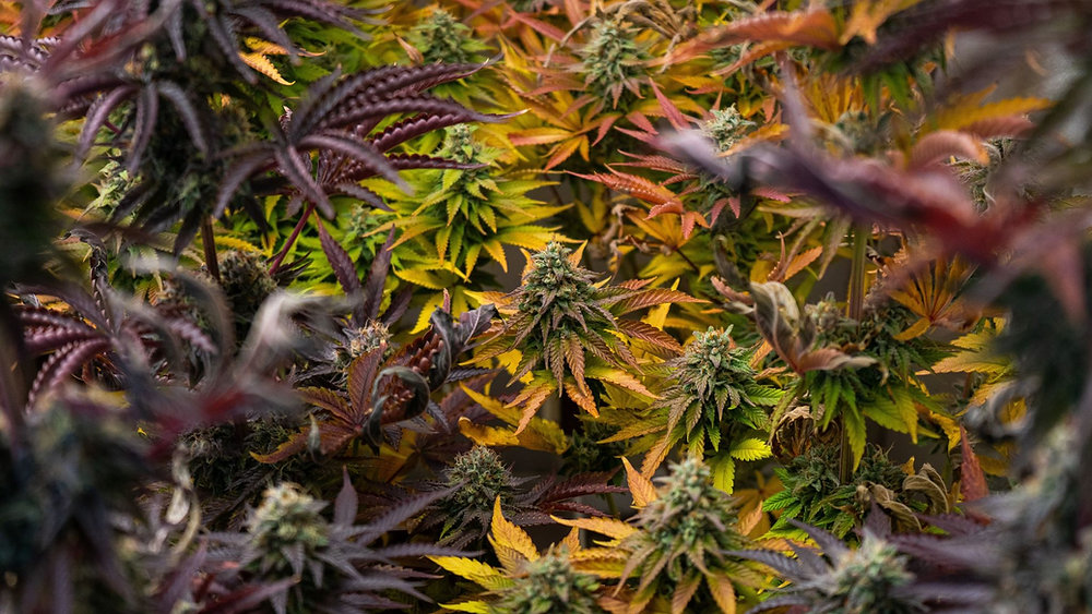 Croptober! The Biggest Cannabis Harvest You've Probably Never Seen