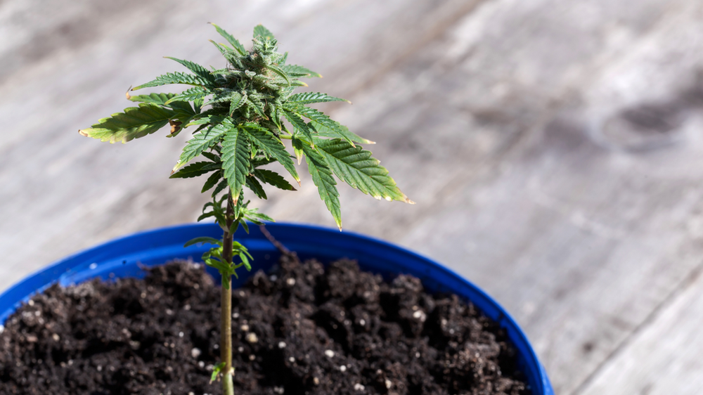 How Many Marijuana Plants Can You Grow in Oklahoma?