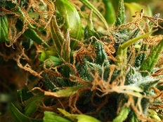 Cannascience: Nourishing the Nervous System with Whole Plant Cannabis and Earth-Based Allies