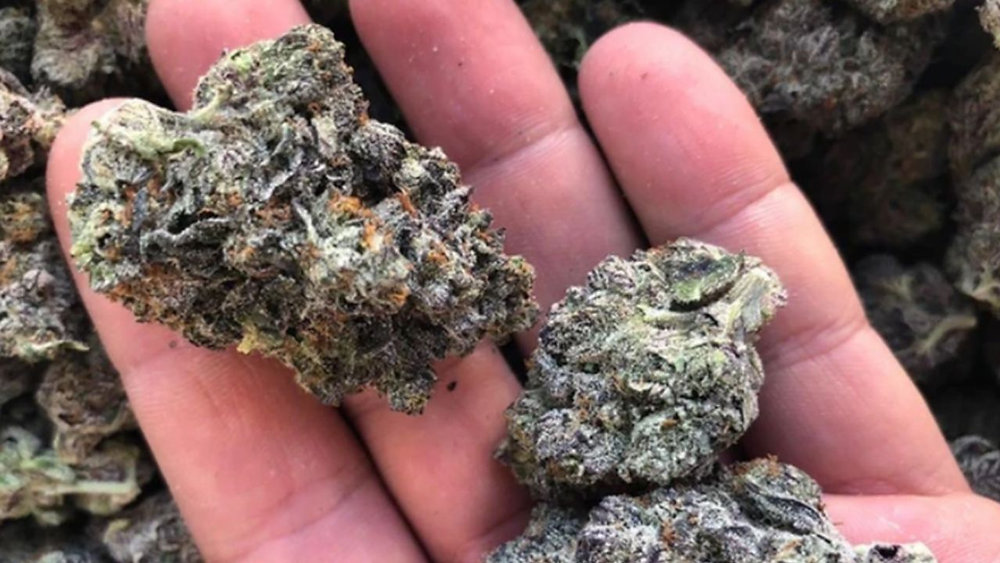 The Gelato Cake Strain