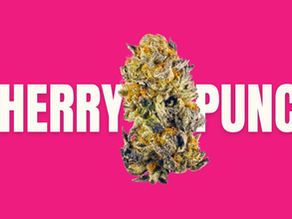Cherry Punch Weed Strain: A Knockout Experience for Your Senses