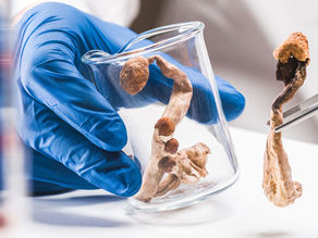 An Unlikely Hero: The U.S. Military's Pivotal Role in Psychedelic Research Breakthroughs