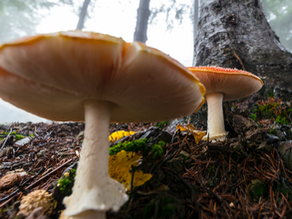 Psilocybin is Helping Veterans Heal – One Dose, One Day at a Time